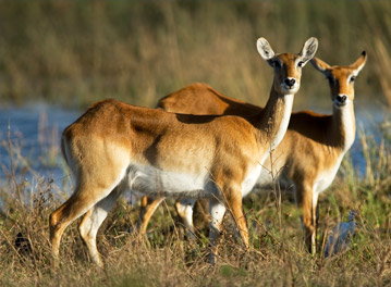 Book Now and Save BIG on Flights to Botswana ¹ Book Now and Save BIG on Flights to Botswana ¹