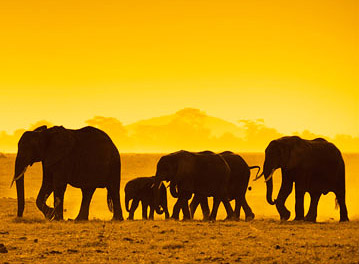 Book Now and Save BIG on Flights to Kenya ¹ Book Now and Save BIG on Flights to Kenya ¹
