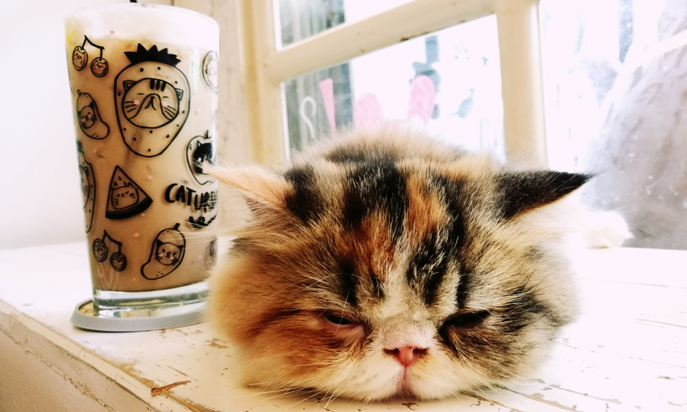 tired coffee cat