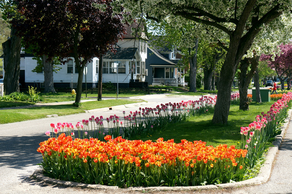 Three Big Tulip Festivals in the U.S. | Miles Away Travel Blog