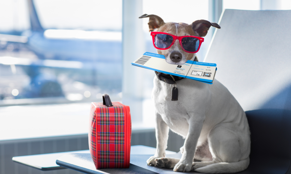 Flying With Your Dog On Southwest And Delta How To Bring Your ESA On