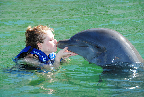 Where to Swim with Dolphins in Las Vegas