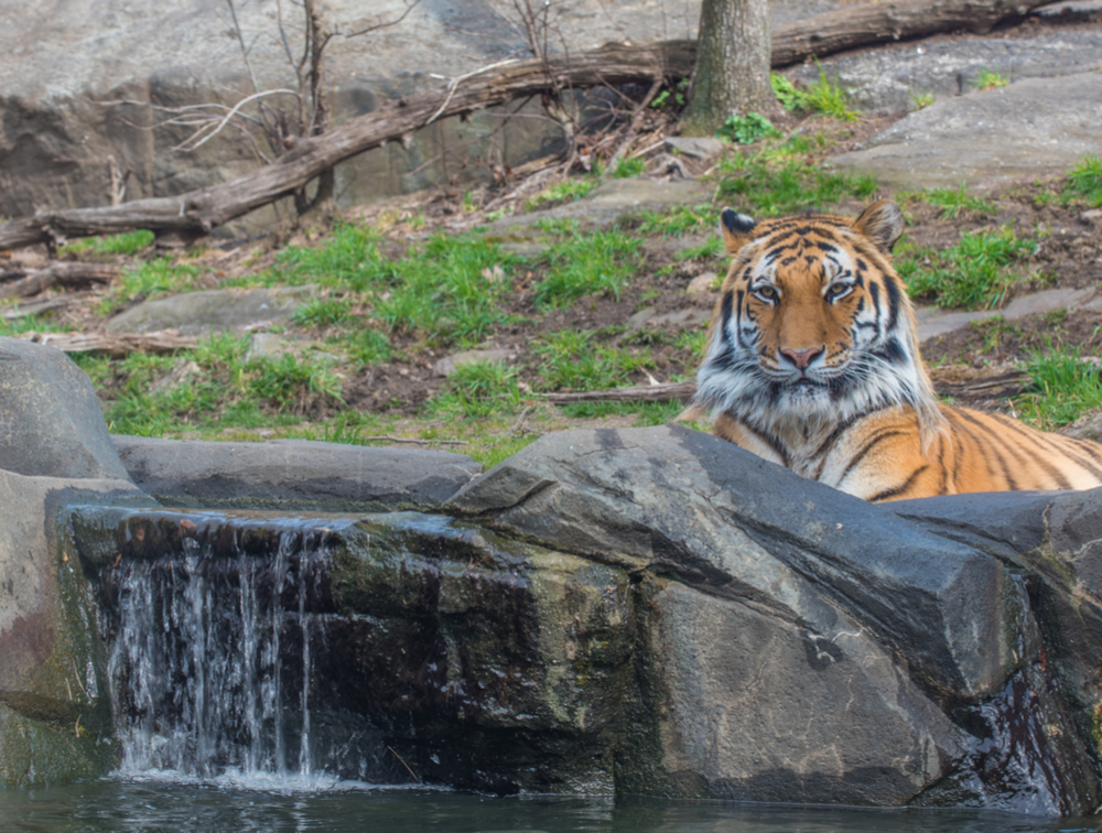 tiger laying on a rock at the zoo