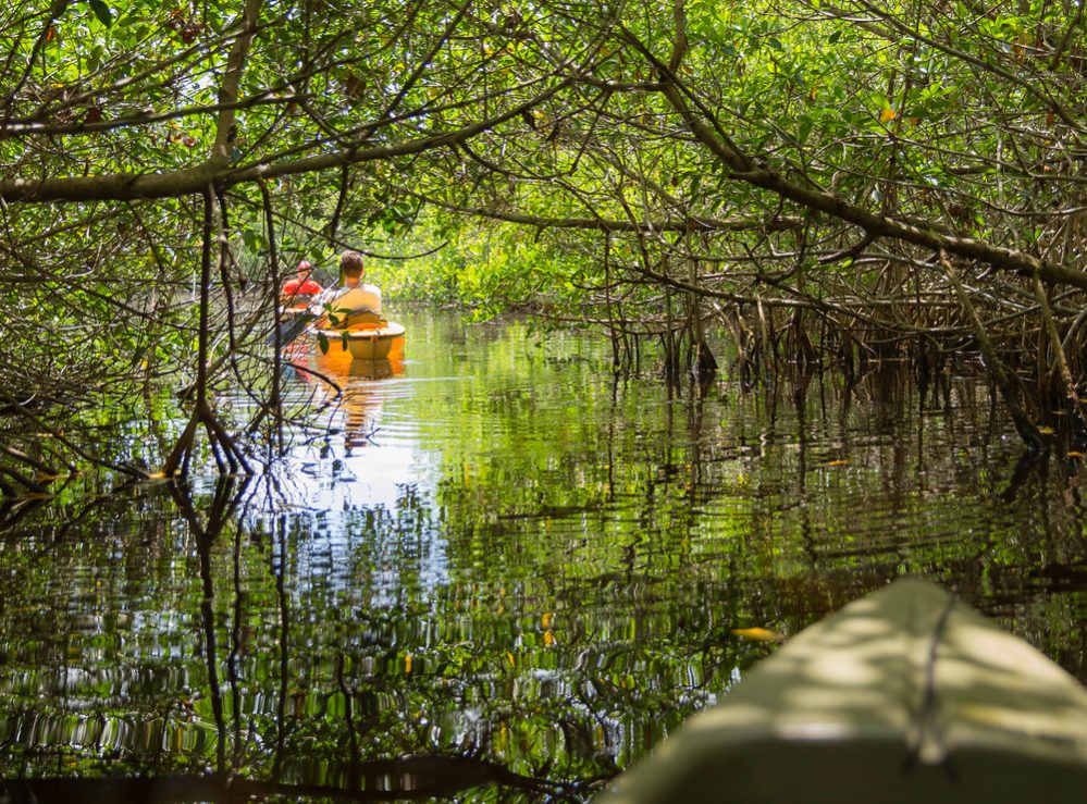 kayaking in the everglades