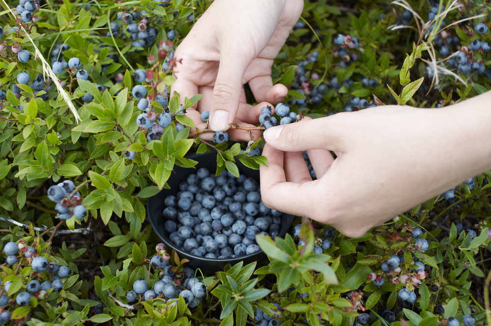 womans hands picking blue berries with a bowl