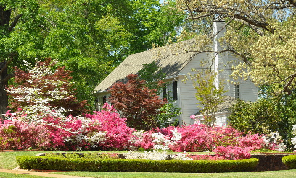 Lawn with Azalea bushes on Azalea Trails in Tyler, Texas